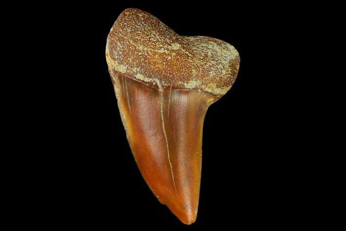 Colorful Mako/White Shark Tooth Fossil - Sharktooth Hill, CA #122692